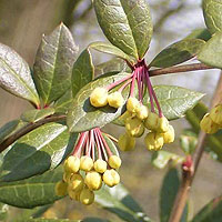 Berberis julianae (Berberis)