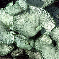 Brunnera macrophylla - 'Looking Glass'