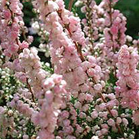 Calluna vulgaris - 'H.E.Beale'