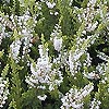 Calluna vulgaris - Springwood White