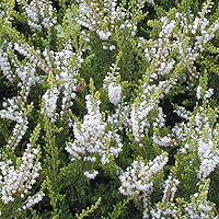 Calluna vulgaris - 'Springwood White'