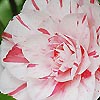 Camellia japonica - Lavinia