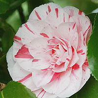 Camellia japonica - 'Lavinia'