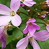 Cardamine pentaphylla - Crinklewood, Milkmaids, Cardamine