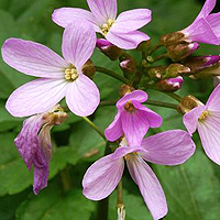 Cardamine pentaphylla (Crinklewood, Milkmaids, Cardamine)