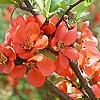 Chaenomeles japonica - Japanese Quince, Japonica