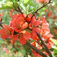 Chaenomeles japonica (Japanese Quince, Japonica)