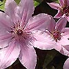 Clematis - Nelly Mosser - Clematis