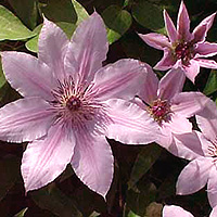 Clematis - 'Nelly Mosser' (Clematis)