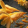 Crocosmia - Solfatare - Montbretia, Crocosmia