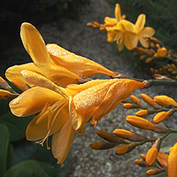 Crocosmia - 'Solfatare' (Montbretia, Crocosmia)