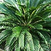 Cycas revoluta - Japanese sago palm, Cycas