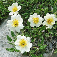 Dryas octopetala - 'Komovi'