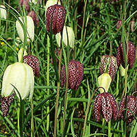 Fritillaria meleagris (Snakes Head Fritillary)