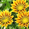 Gazania rigens - Gazania