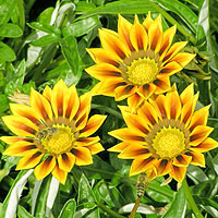 Gazania rigens (Gazania)