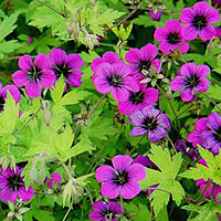 Geranium - 'Anne Folkard'