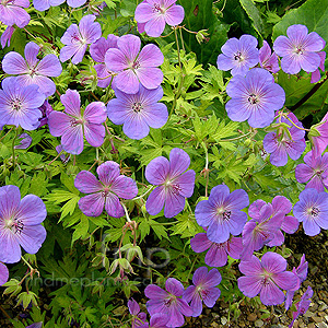 Geranium - 'Blue Sunrise'