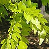 Gleditsia triacanthos - Honey Locust