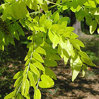 Gleditsia triacanthos (Honey Locust)