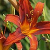 Hemerocallis - Matador - Day Lily