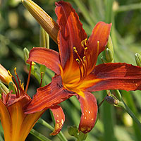 Hemerocallis - 'Matador' (Day Lily)