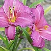 Hemerocallis - Summer wine - Day Lily