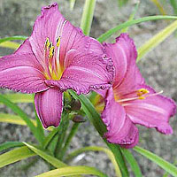 Hemerocallis - 'Summer wine' (Day Lily)