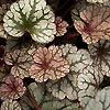 Heuchera - Silver Scroll - Alum Root