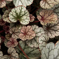 Heuchera - 'Silver Scroll' (Alum Root)