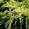 Juniperus X pfitzeriana - Pfitzeriana Aurea - Juniper