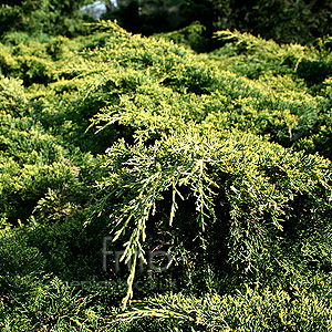 Juniperus X pfitzeriana - Pfitzeriana Aurea (Juniper)