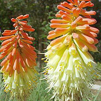 Kniphofia uvaria - 'Express' (Plantain Lily)