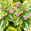 Lamium maculatum - Anne Greenaway - Dead nettle