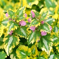 Lamium maculatum - 'Anne Greenaway' (Dead Nettle)