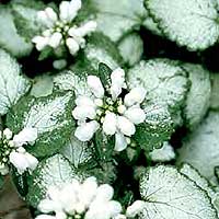 Lamium maculatum - 'White Nancy' (Dead Nettle)