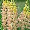 Lupinus - Gallery Rosa - Lupin