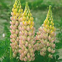 Lupinus - 'Gallery Rosa' (Lupin)