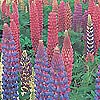 Lupinus - Russell Hybrids - Lupin