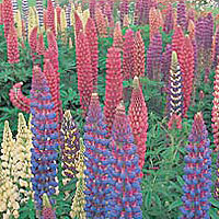 Lupinus - Russell Hybrids (Lupin)