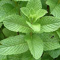 Mentha piperita (Peppermint, Mentha)