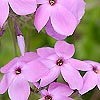 Phlox stolonifera - Creeping Phlox