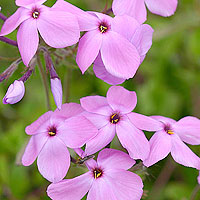 Phlox stolonifera (Creeping Phlox)