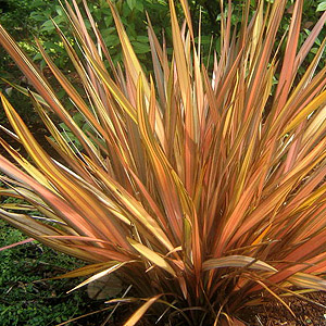 Phormium - 'Flamingo' (Variegated New Zealand Flax)