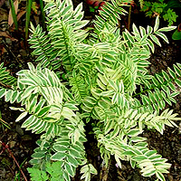 Polemonium caeruleum - 'Brise d' Anjou' (Variegated Jacob's Ladder)