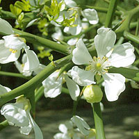 Poncirus trifoliata