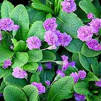 Primula - 'Marie Crousse'