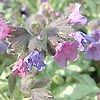 Pulmonaria saccharata - Diana Clare - Lungwort