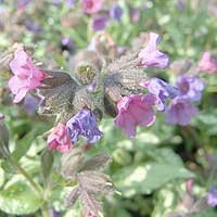 Pulmonaria saccharata - 'Diana Clare' (Lungwort)