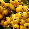 Pyracantha coccinea - Jaune - Firethorn